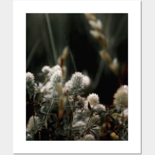 Trifolium arvense, flowers Posters and Art